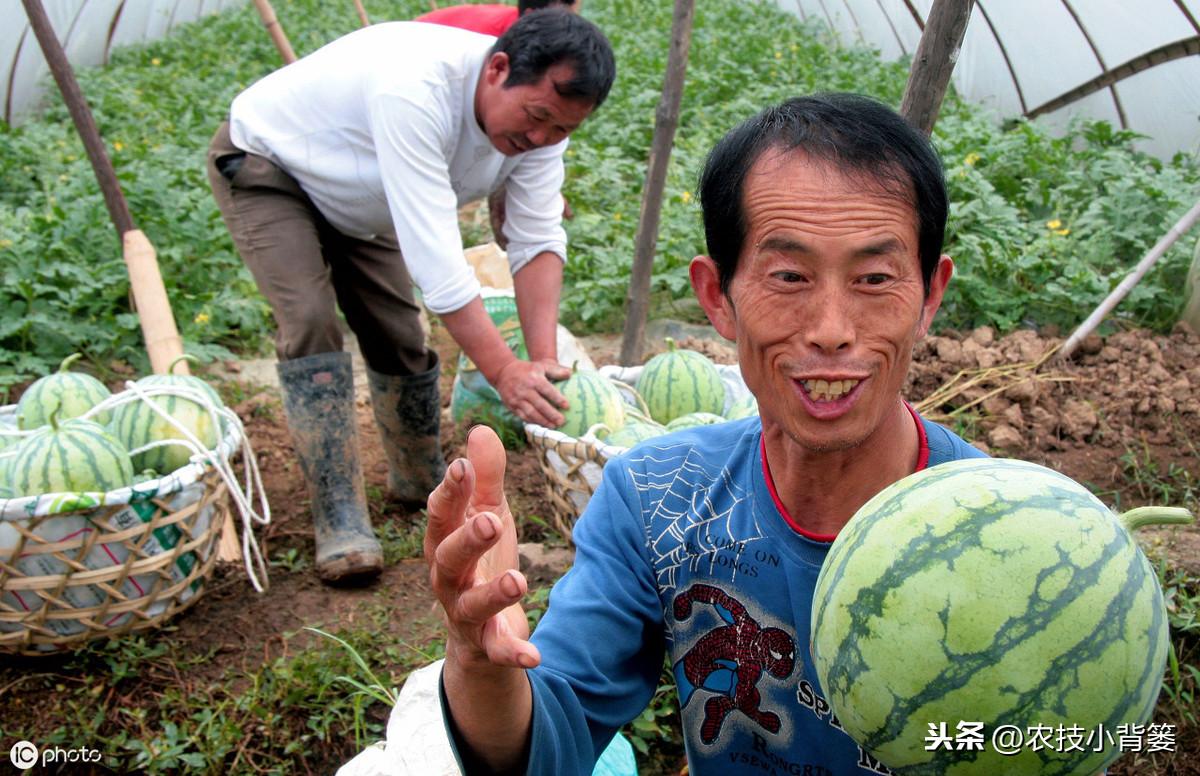 西瓜种植管理技术大全_西瓜种植技术管理_西瓜种植管理技术露天