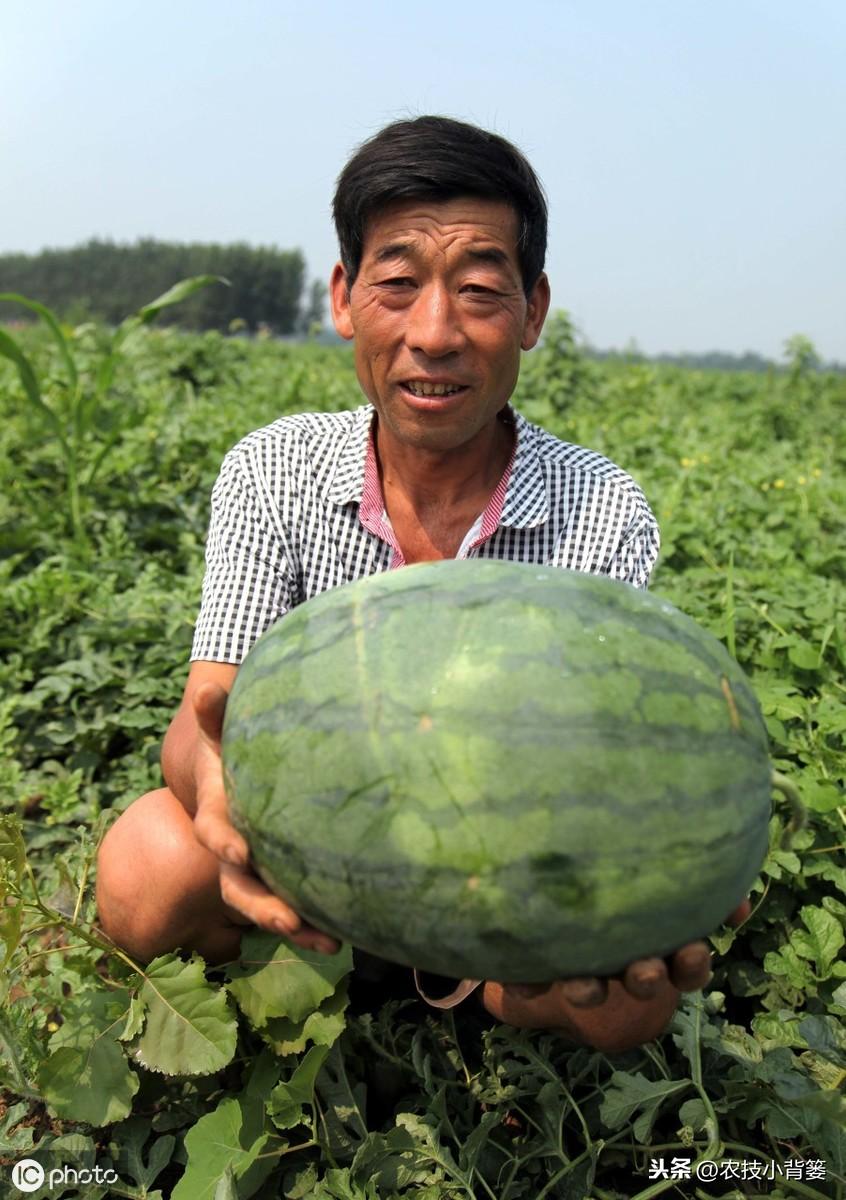 西瓜种植管理技术大全_西瓜种植管理技术露天_西瓜种植技术管理