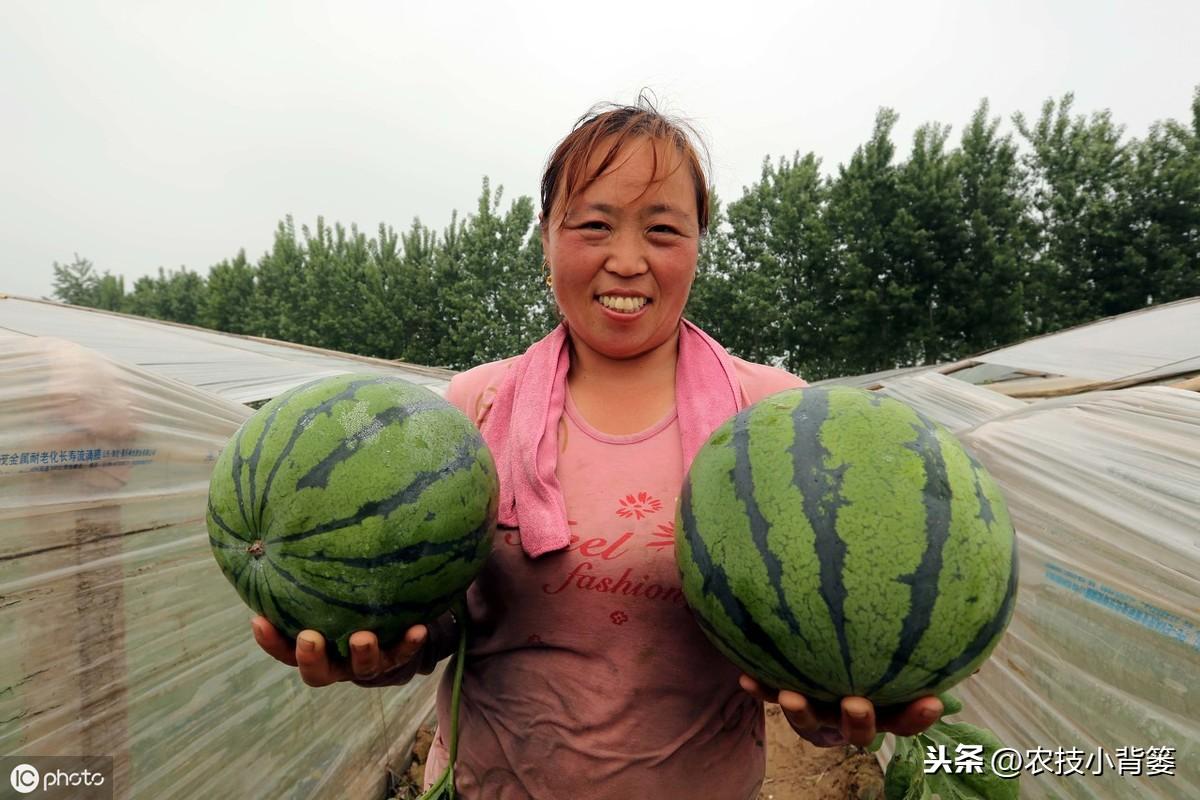 西瓜种植管理技术露天_西瓜种植技术管理_西瓜种植管理技术大全