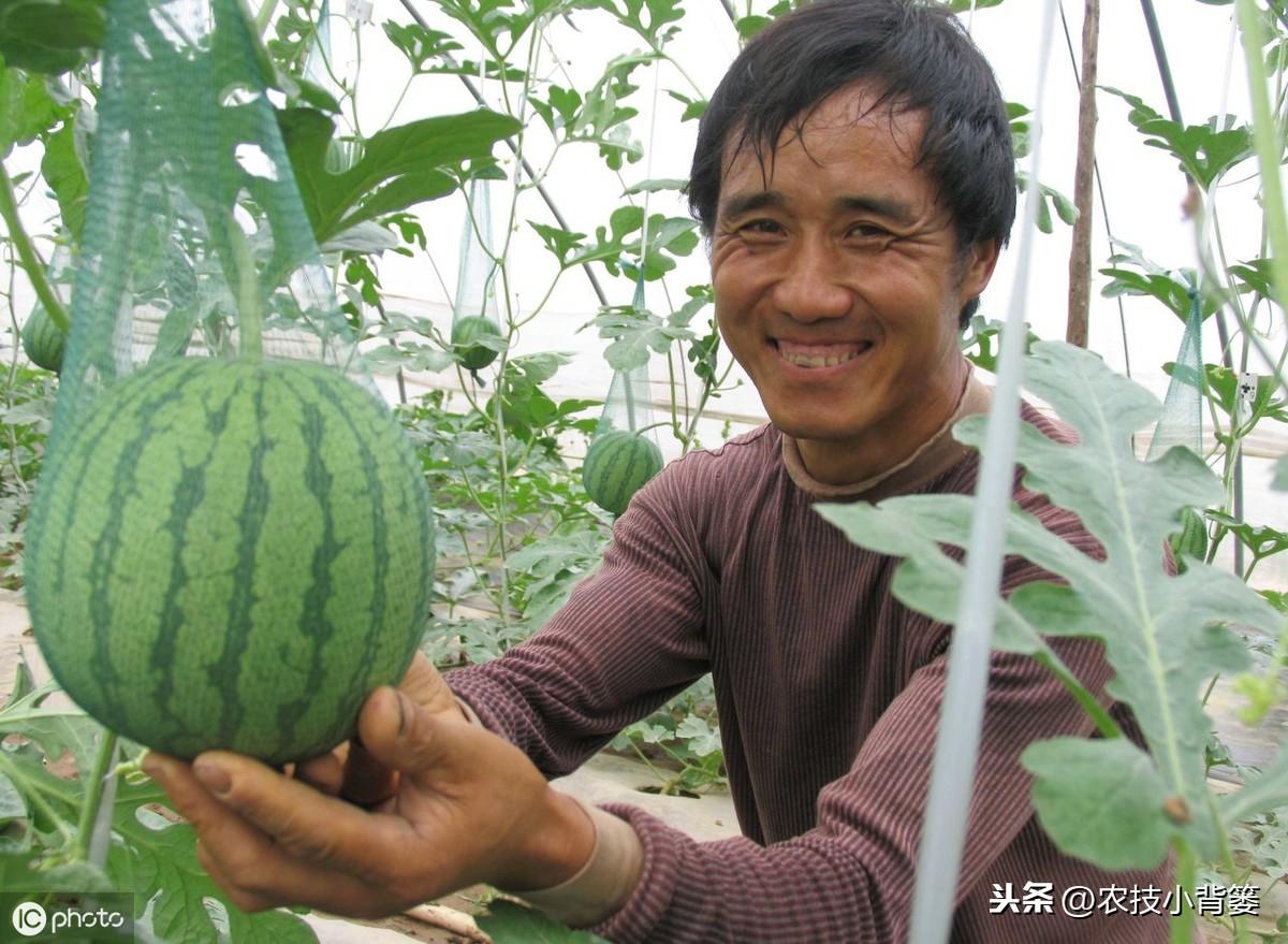 西瓜种植管理技术大全_西瓜种植技术管理_西瓜种植管理技术露天