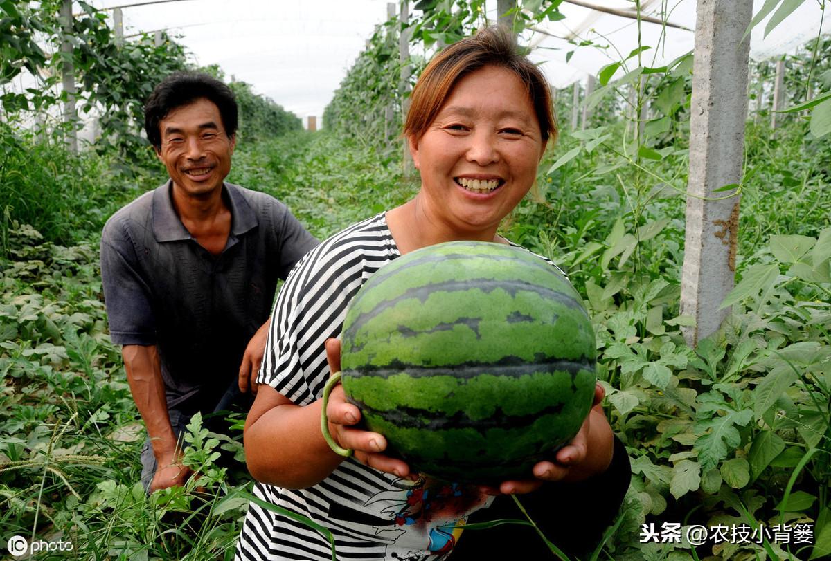 西瓜种植管理技术大全_西瓜种植技术管理_西瓜种植管理技术露天