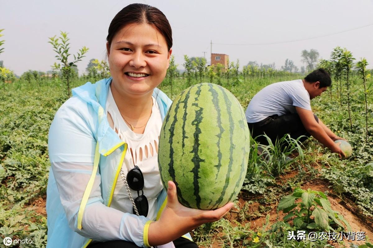 西瓜种植管理技术大全_西瓜种植技术管理_西瓜种植管理技术露天