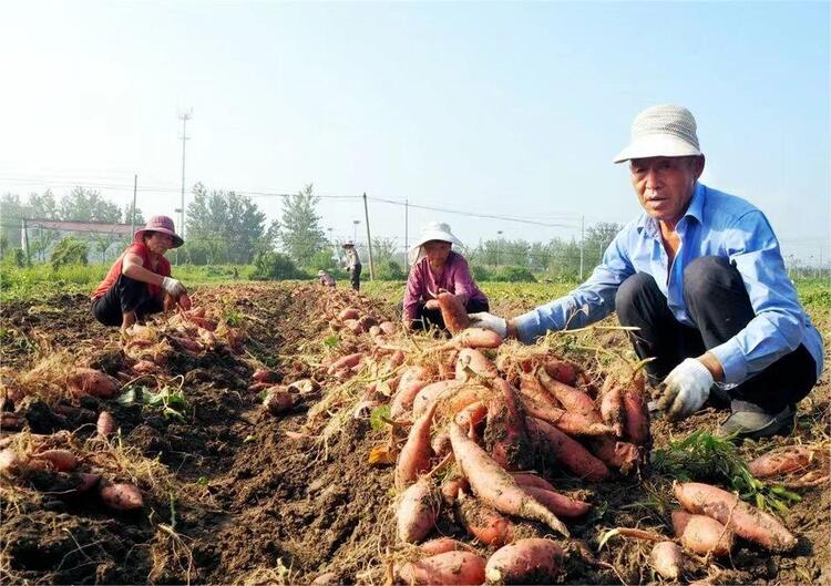 宿迁沭阳：小蜜薯“种”出农民致富路