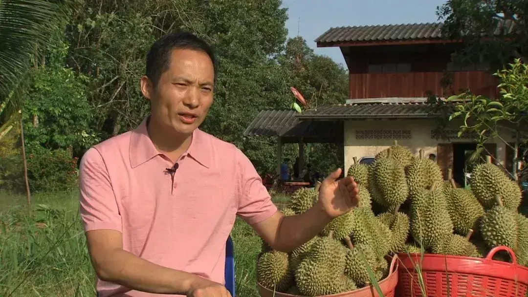 致富水果特色有哪些_水果致富经_特色水果致富经