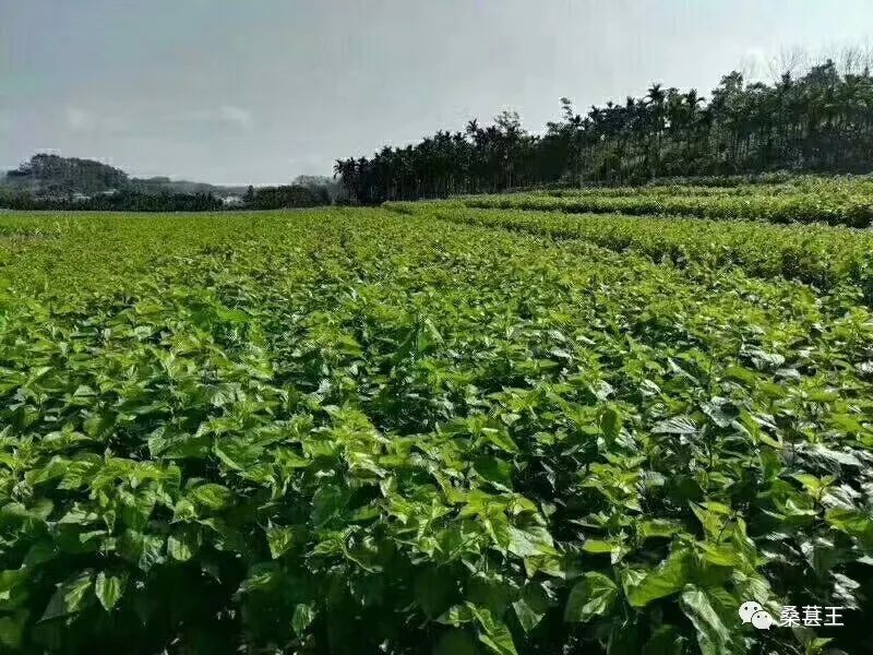 致富养殖台湾老板是谁_台湾养殖业_台湾养殖致富