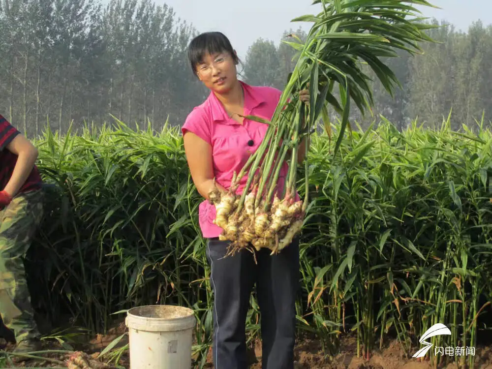 “摘冠”之路——昌邑大姜荣膺“好品山东”品牌探秘