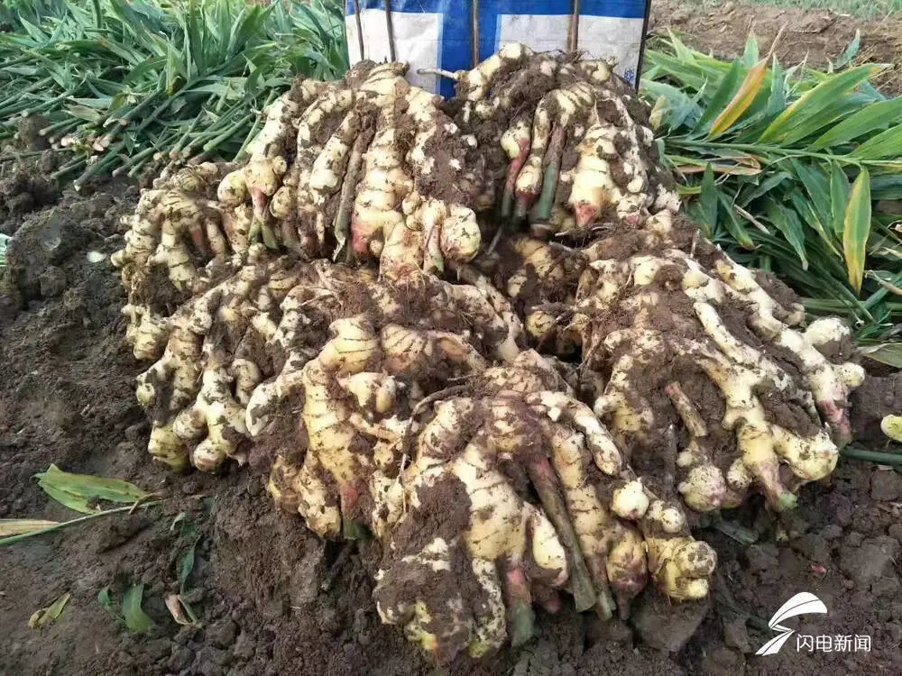 姜地窖怎么建_地窖姜种植技术_种植姜地窖技术要点