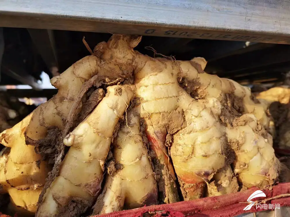 种植姜地窖技术要点_地窖姜种植技术_姜地窖怎么建