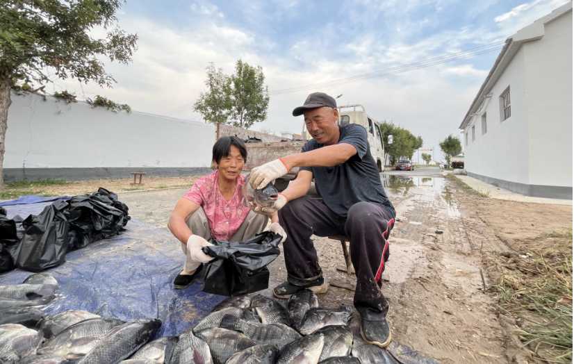 东营市河口区：金秋结出“致富果” 农户身忙心里美