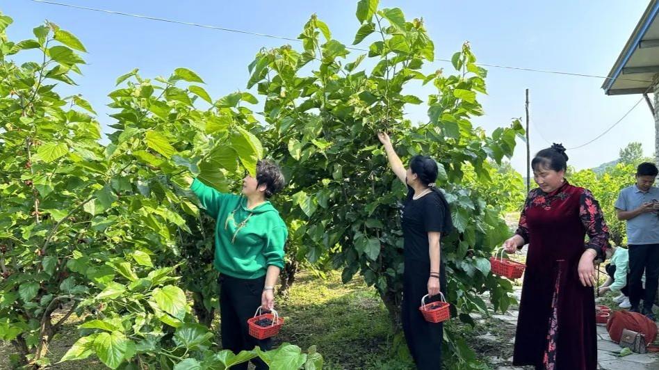 谷城：小小桑葚果 甜甜致富经