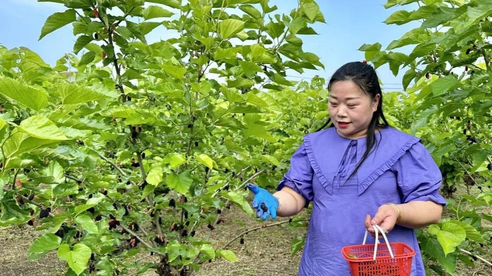 水果致富经_特色水果致富经_致富水果特色是什么