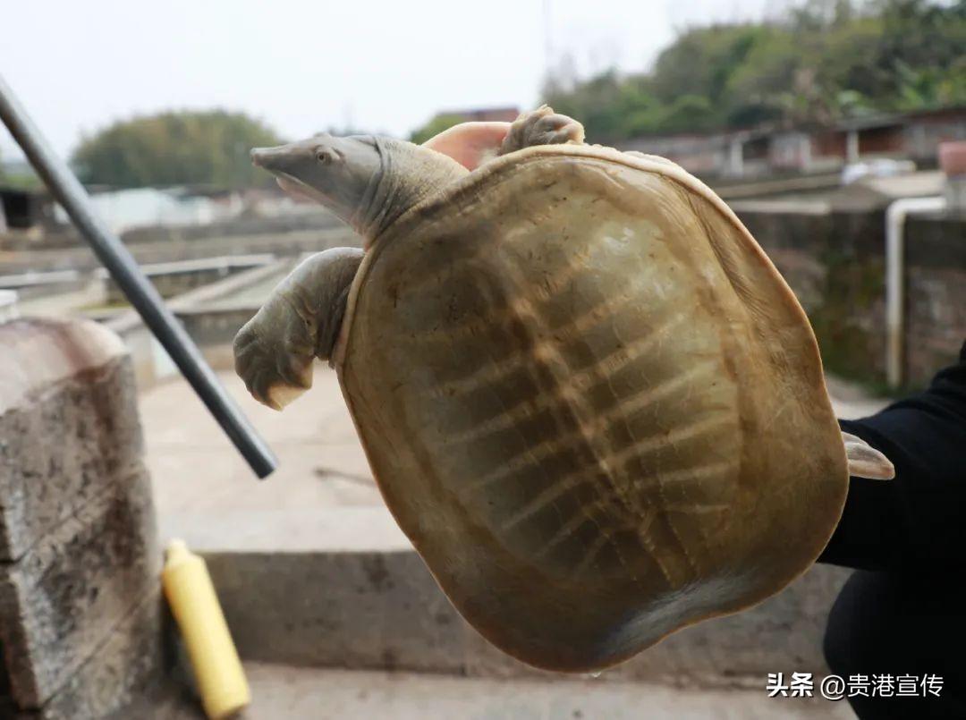 养殖壁虎投资需要多少_养殖壁虎致富方法_致富养殖壁虎方法和技巧