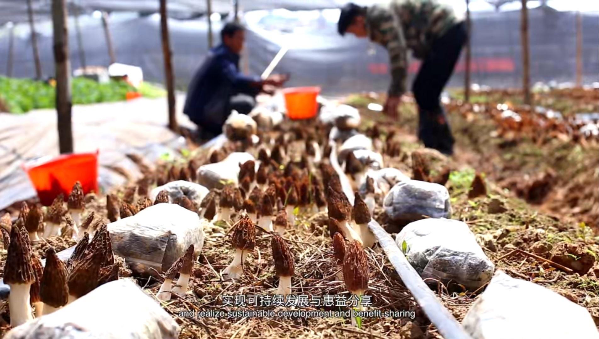 羊肚菌大田栽培新技术_田间示范秀羊肚菌种植_羊肚菌大田化种植新技术