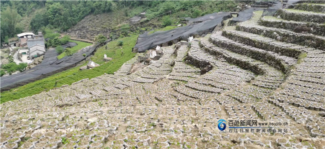 凌云伟八村：山旮旯里种出了“致富草”