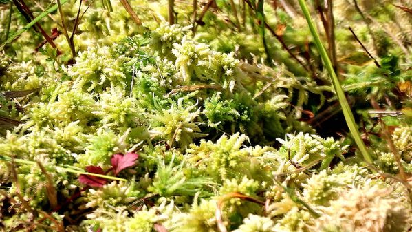 致富种植视频全集_致富草种植方法_种草致富经