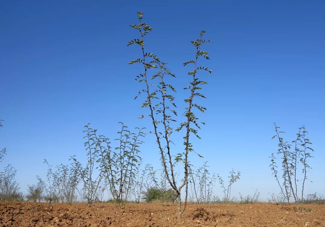 种植潘茄_潘桃亩产量多少斤_潘挑种植技术