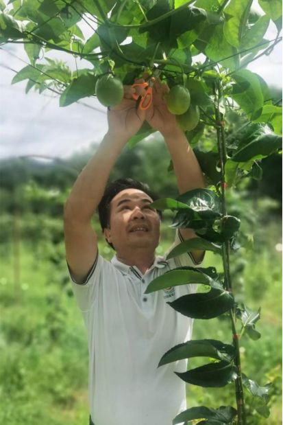 漳州种植作物_漳州种植致富项目_漳州市哪里种植蔬菜