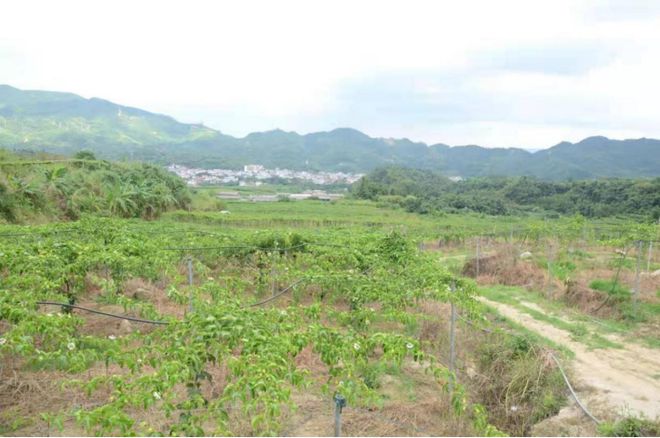 漳州市哪里种植蔬菜_漳州种植作物_漳州种植致富项目