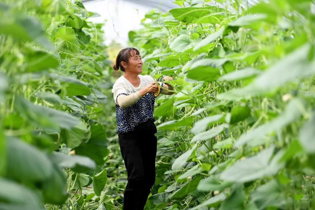 潘桃亩产量多少斤_潘挑种植技术_种植潘茄