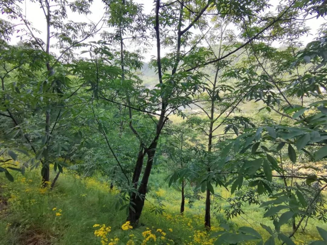 潘桃树新品种_潘挑种植技术_潘桃亩产量多少斤