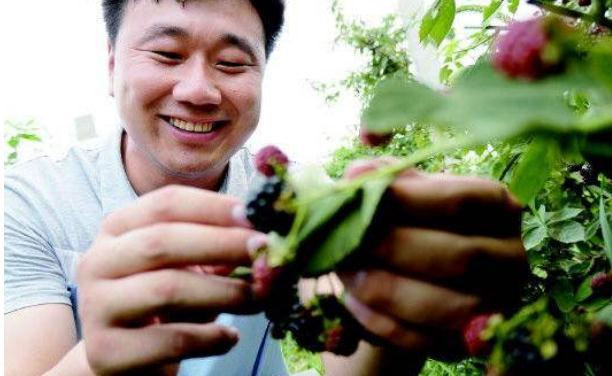 致富经树莓种植视频_种植树莓挣钱吗_树莓种植致富