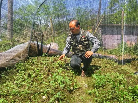 重庆黔江发展羊肚菌种植 实现增收致富