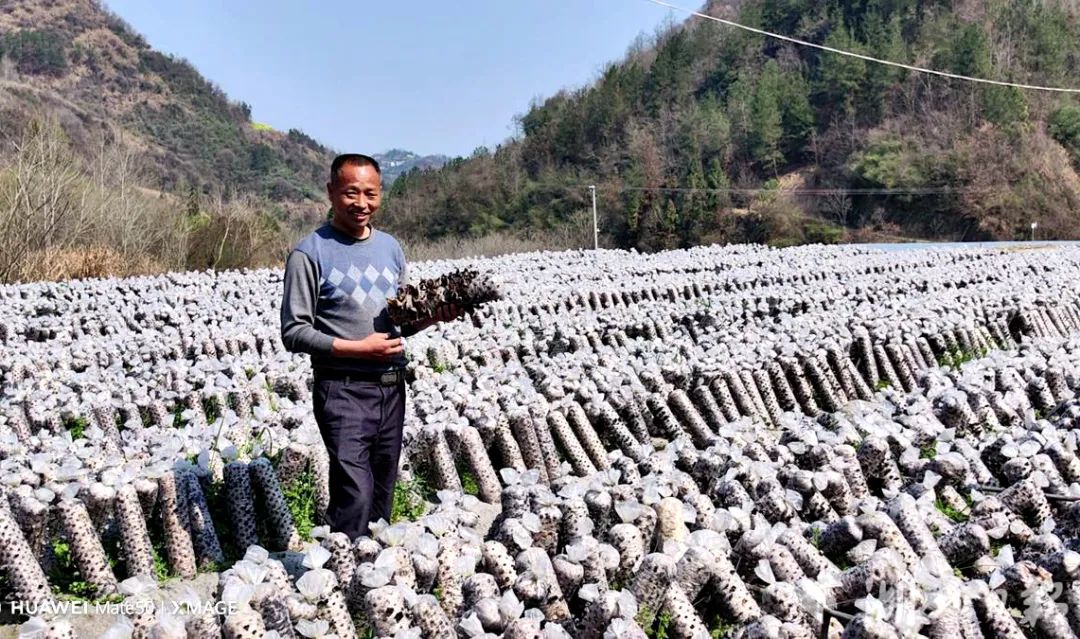 致富种植树莓图片_树莓种植致富_种植树莓挣钱吗