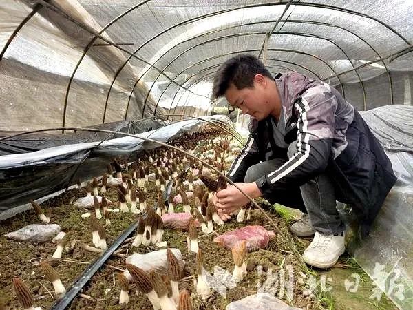 树莓种植致富_致富种植树莓图片_种植树莓挣钱吗