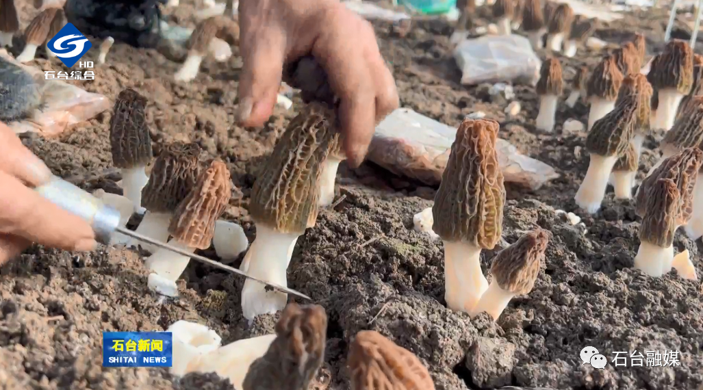 种植羊肚菌效益怎么样_致富经之种植羊肚菌_2020年种植羊肚菌前景如何