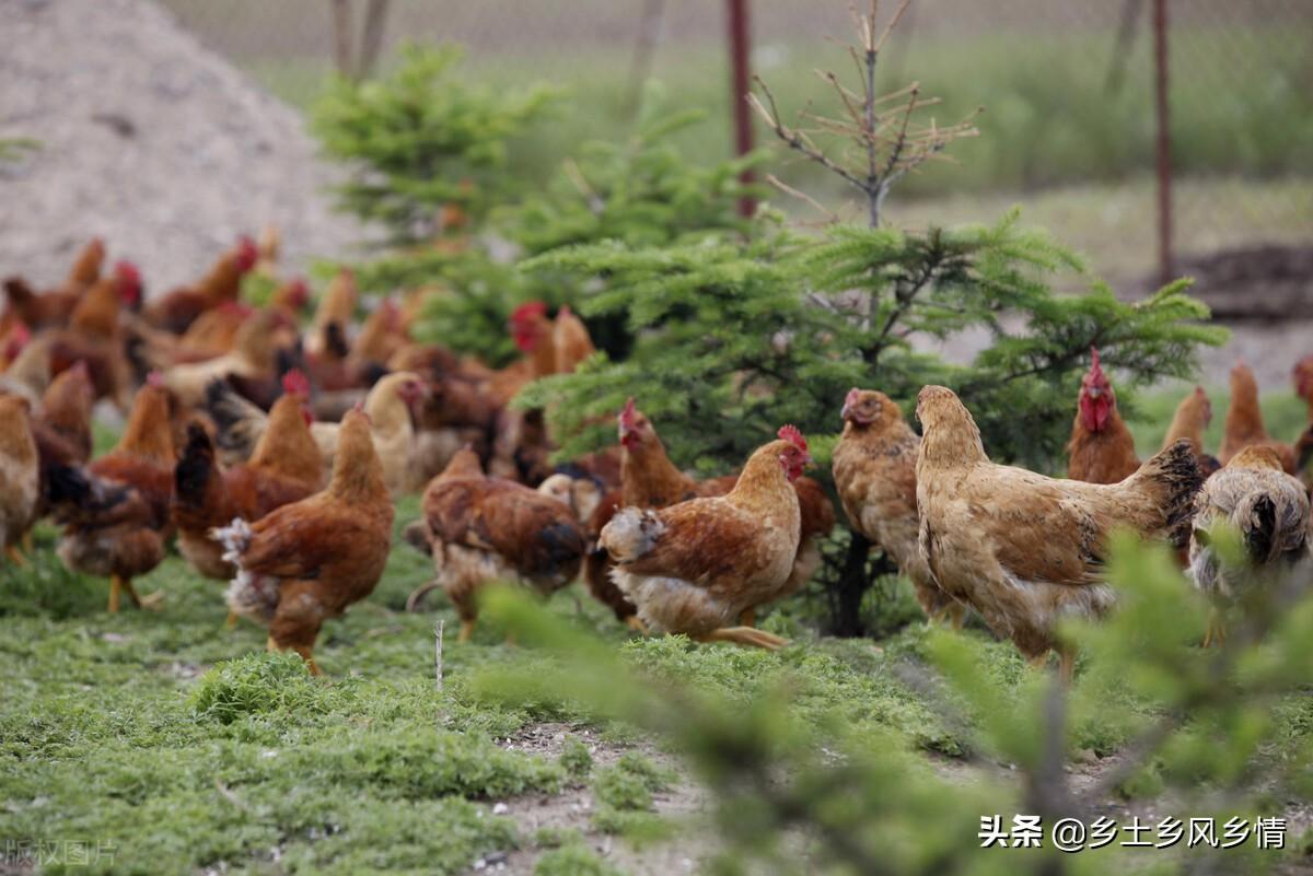 致富经土鸡养殖视频_致富经土鸡养殖技术视频_致富经农村养土鸡视频