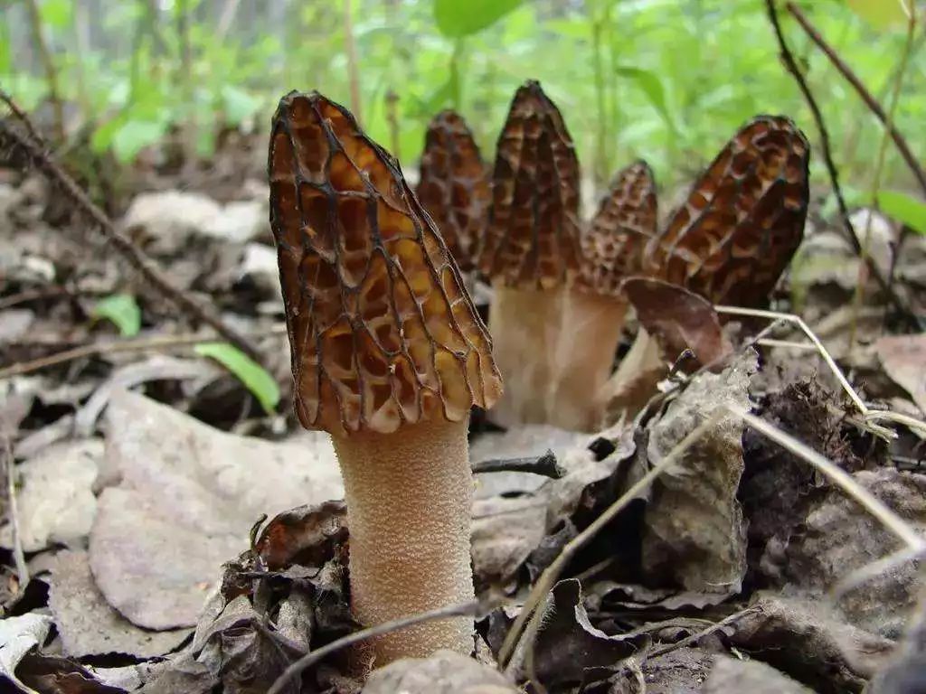 2020年种植羊肚菌前景如何_致富经之种植羊肚菌_种植羊肚菌挣钱吗