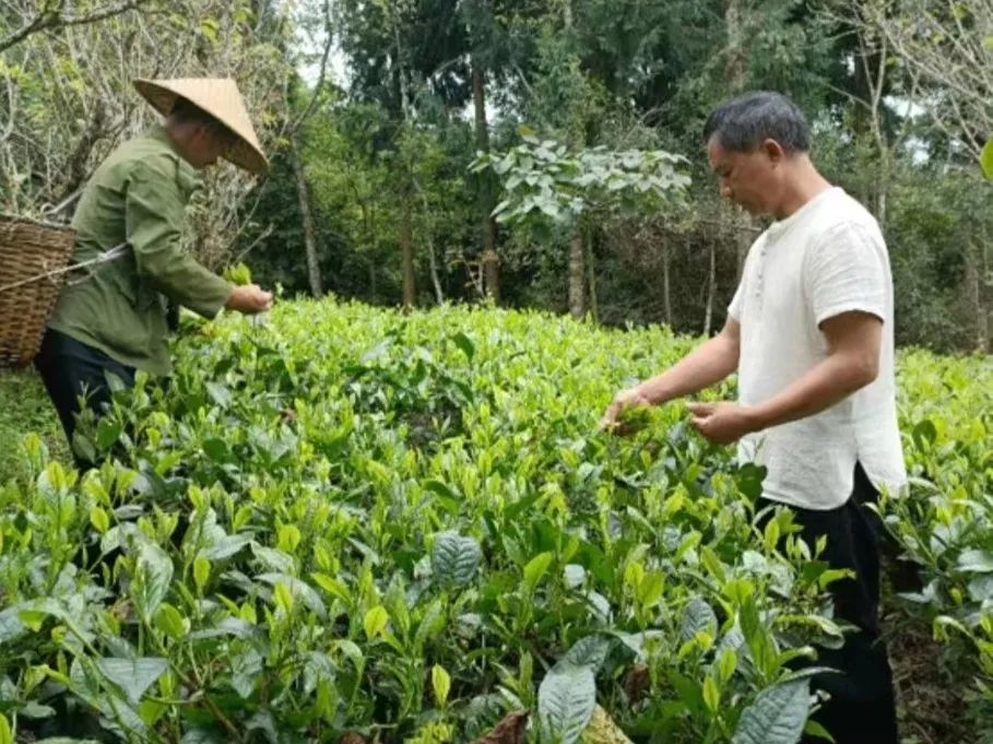 奔走在茶山上的致富带头人——记茶叶特聘农技员、大厂乡声象茶叶种植专业合作社负责人