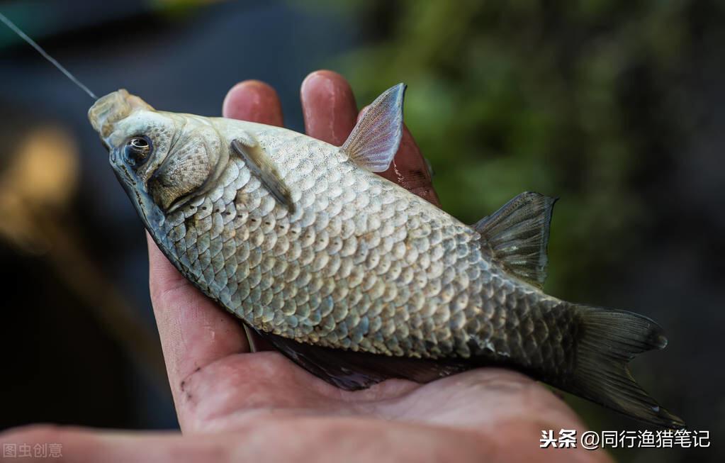 秋水寒，鱼潜潭，把握好这三点深秋野钓鲫鱼照样鱼满篓