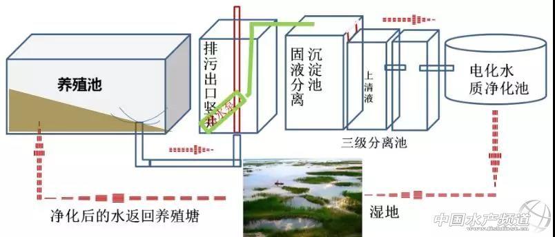 鱼塘鲫鱼养殖技术_养殖鲫鱼鱼塘技术要求_鲫鱼养殖技术与鱼塘管理