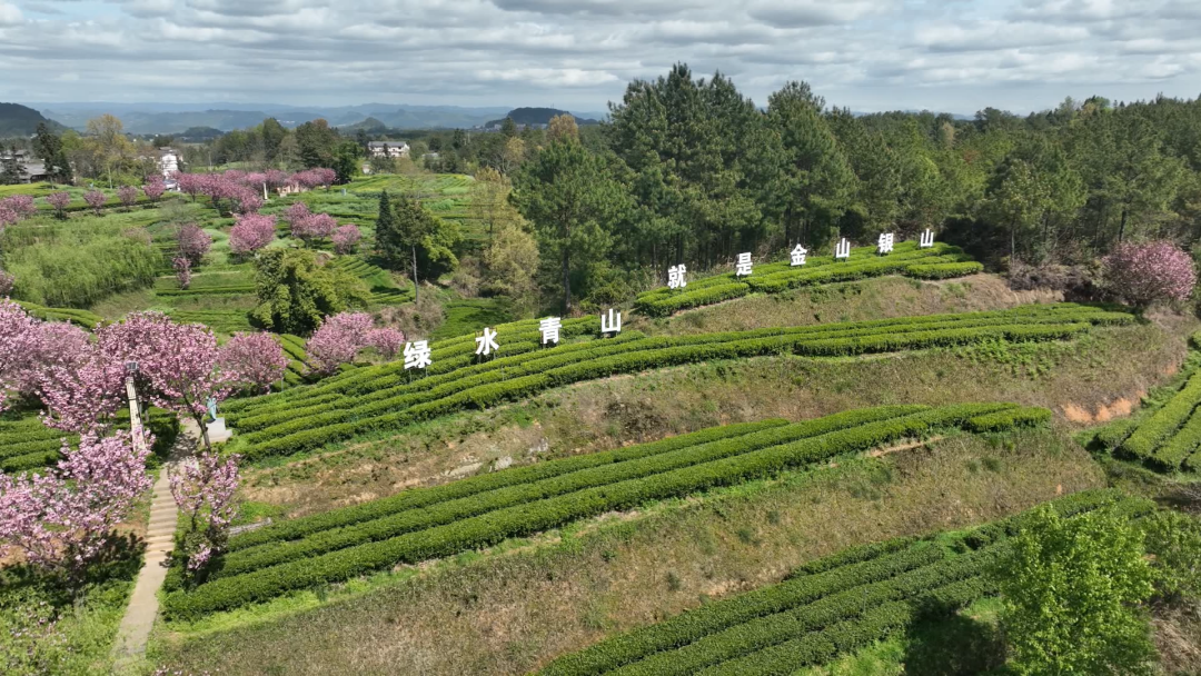 茶叶种植助力脱贫攻坚_茶叶种植带头致富_茶叶致富经