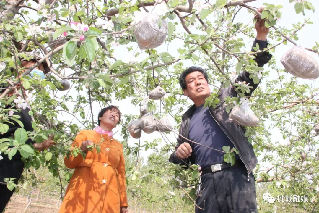 苹果树下养土鸡，生态循环致富忙