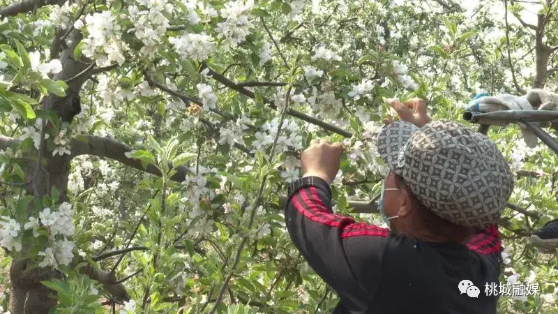 致富经土鸡养殖视频_致富经土鸡养殖技术视频_致富经农村养土鸡视频