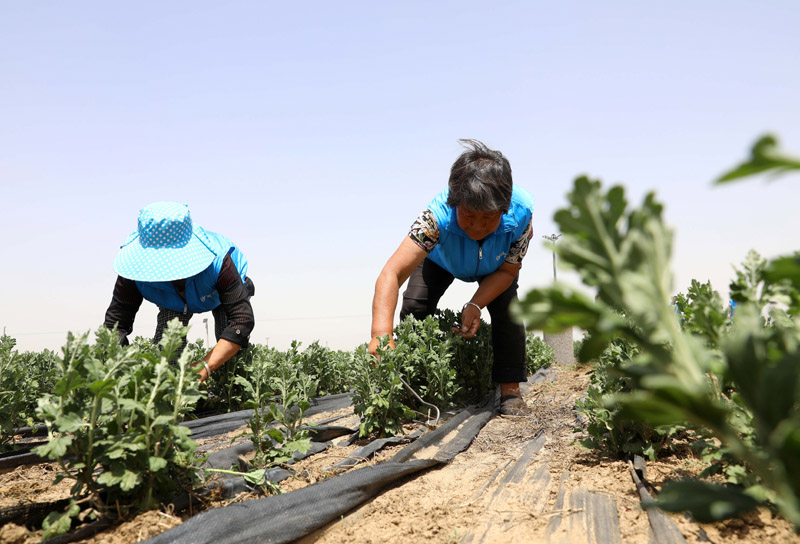 河北行唐：中药材种植产业铺就致富路