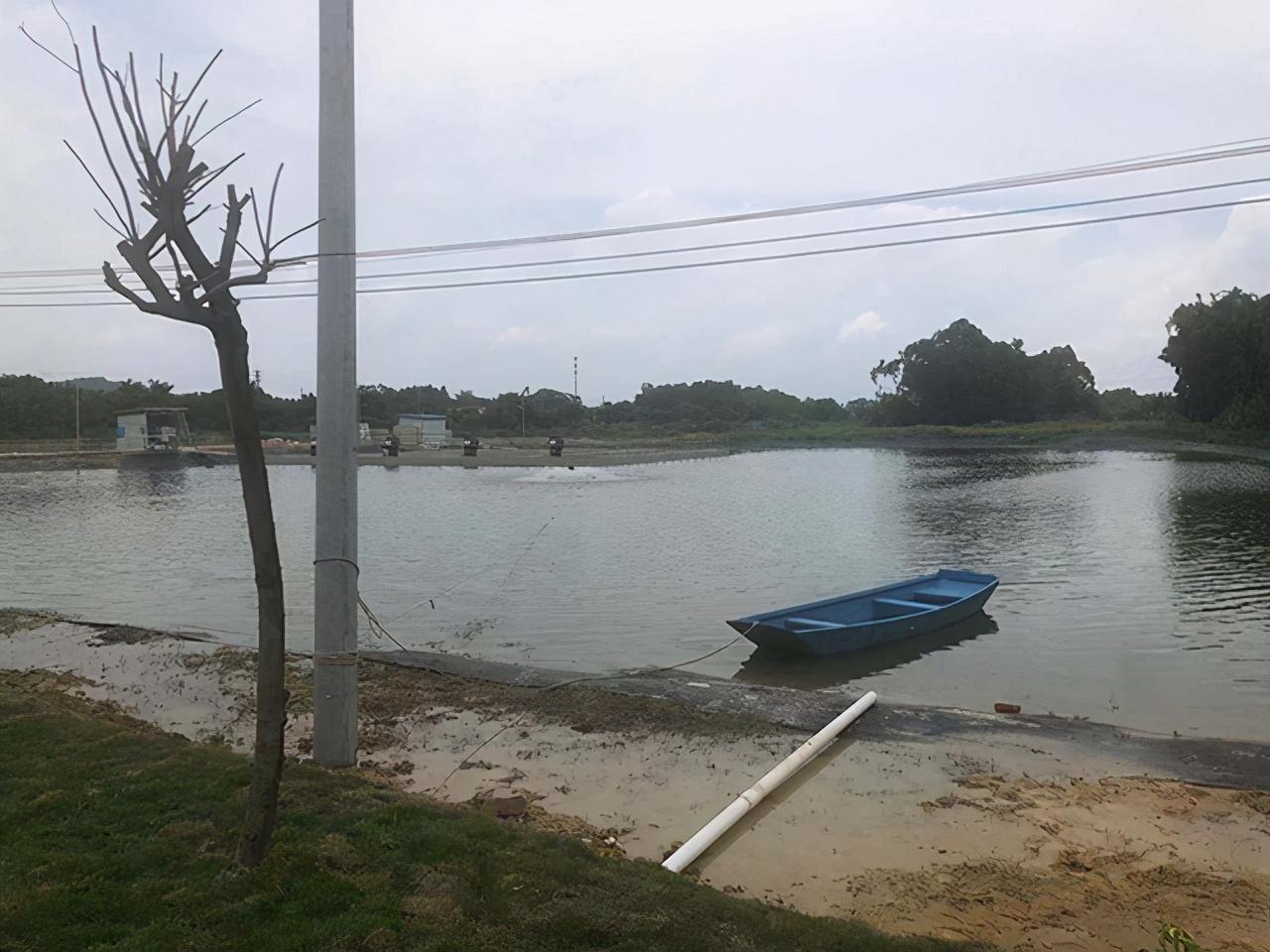 鱼塘鲫鱼养殖技术_养殖鲫鱼的池塘条件_养殖鲫鱼鱼塘技术视频