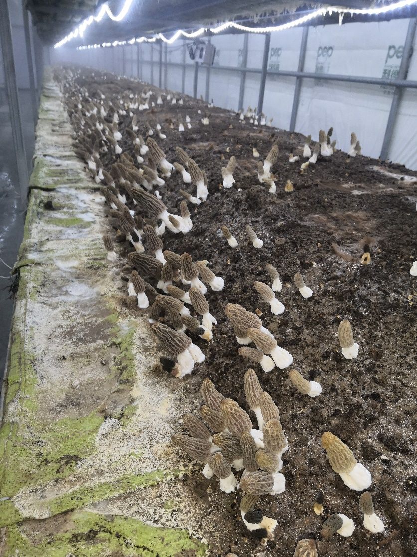 羊肚菌大田栽培流程_羊肚菌大田栽培新技术_羊肚菌大田化种植新技术