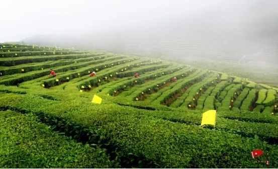 茶叶种植带头致富_茶叶致富经_靠茶叶致富