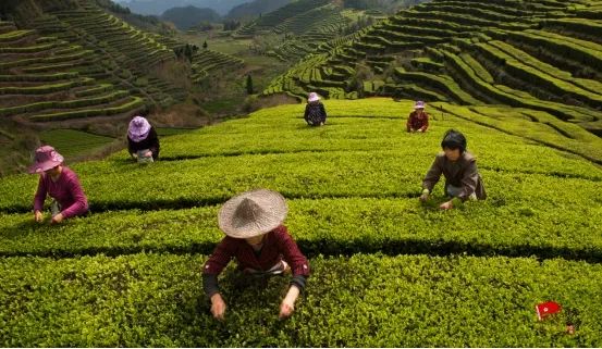 靠茶叶致富_茶叶种植带头致富_茶叶致富经