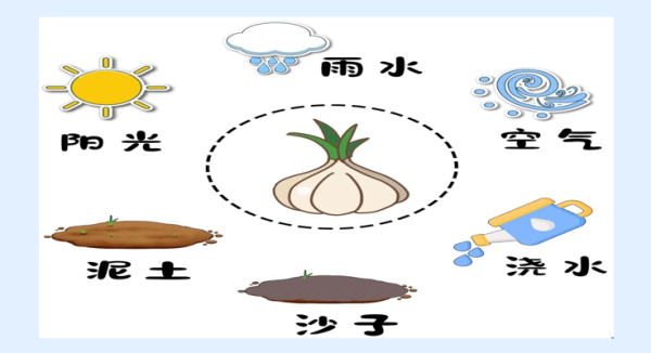 视频大蒜四季种植技术教程_四季蒜苗种植视频_大蒜四季种植技术视频