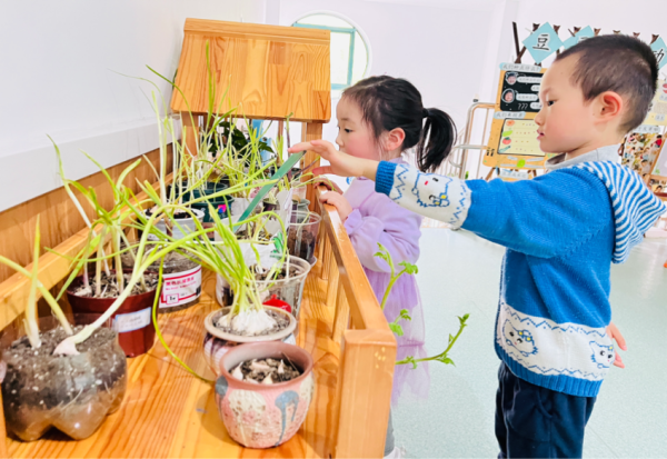 四季蒜苗种植视频_视频大蒜四季种植技术教程_大蒜四季种植技术视频