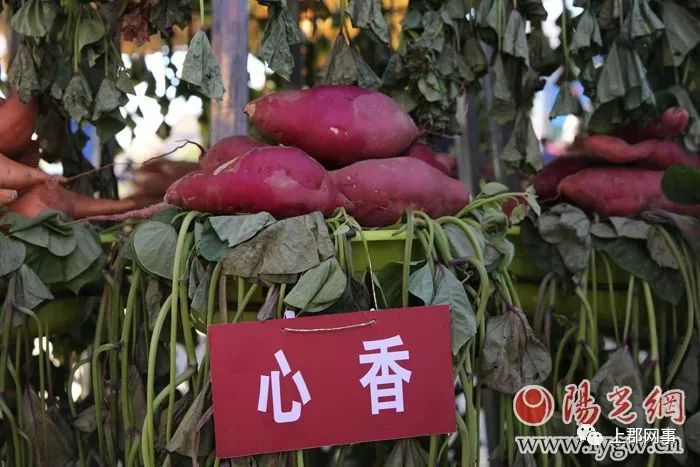 致富种植农民地瓜图片_种地瓜效益_农民种植地瓜致富