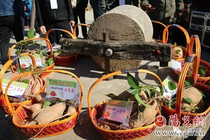 农民种植地瓜致富_致富种植农民地瓜图片_种地瓜效益