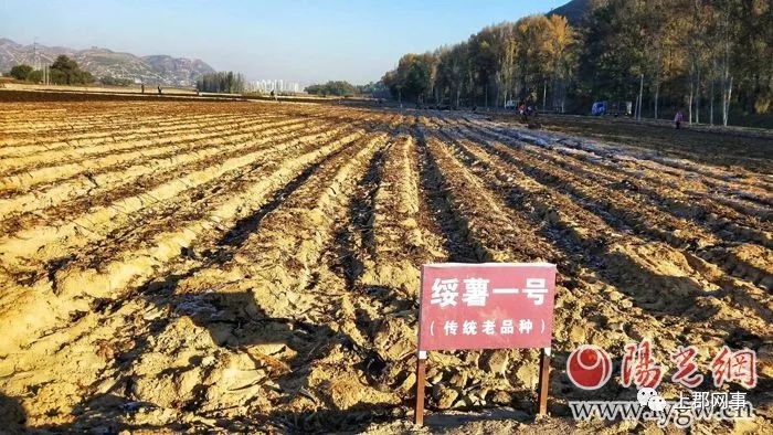 致富种植农民地瓜图片_农民种植地瓜致富_种地瓜效益