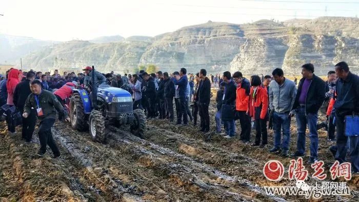 致富种植农民地瓜图片_农民种植地瓜致富_种地瓜效益