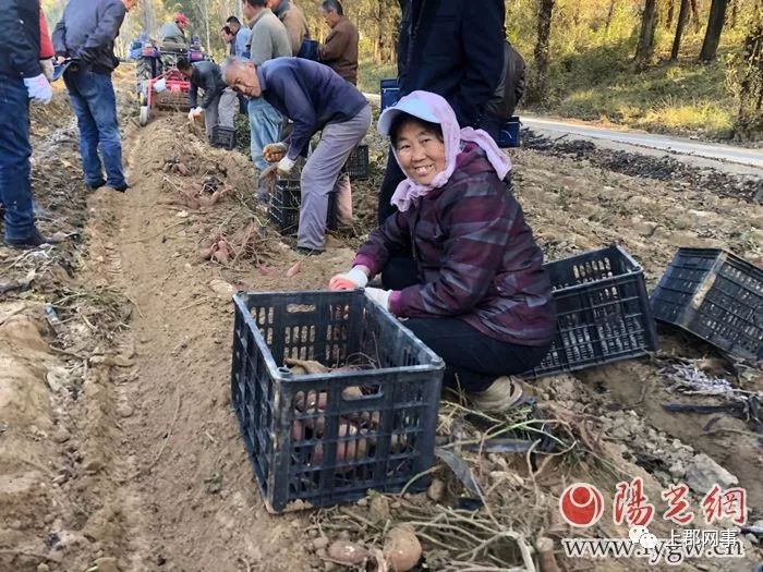 种地瓜效益_农民种植地瓜致富_致富种植农民地瓜图片