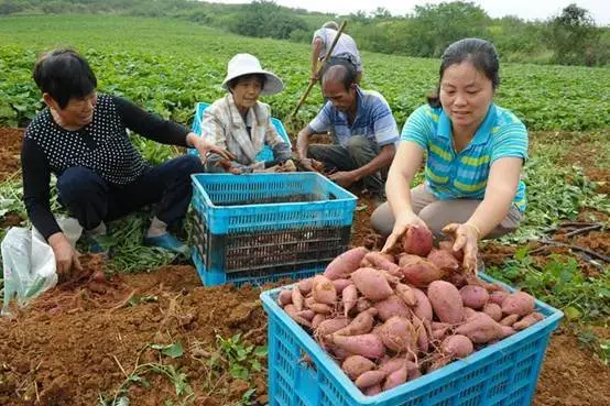 种植地瓜视频教程_致富经野地瓜种植视频_野生地瓜种植技术视频